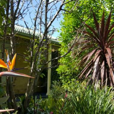 Yvonne's garden