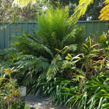 Yvonne's garden