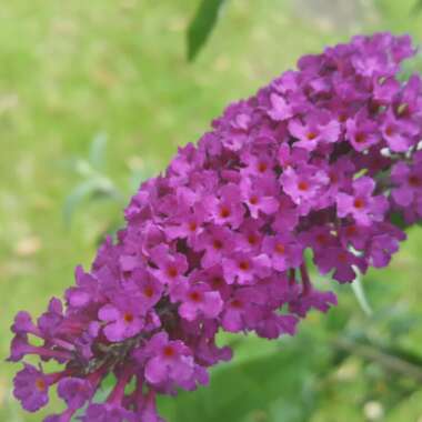 Yvonne's garden