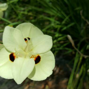 African Iris