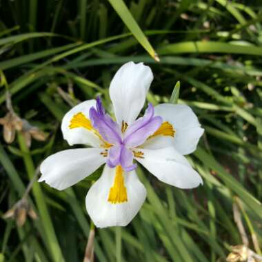 Fairy Iris