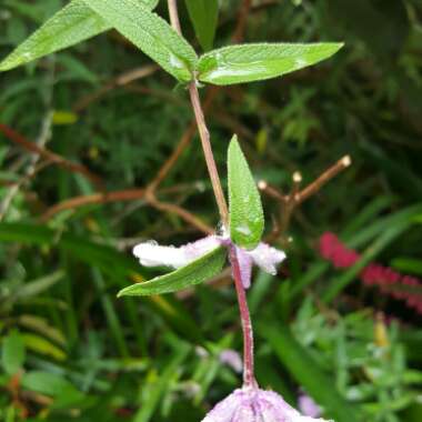 Yvonne's garden