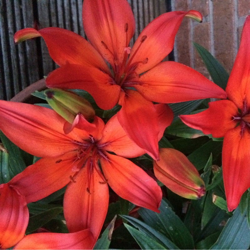 Tisha's garden