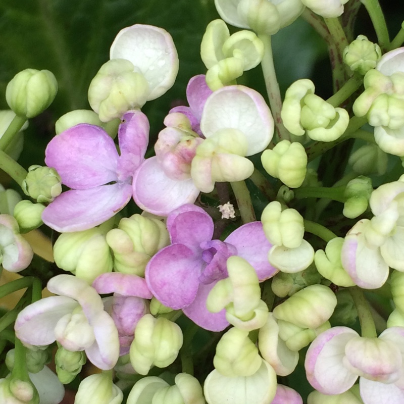 Tisha's garden