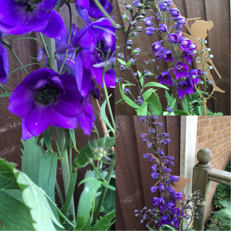 Tisha's garden