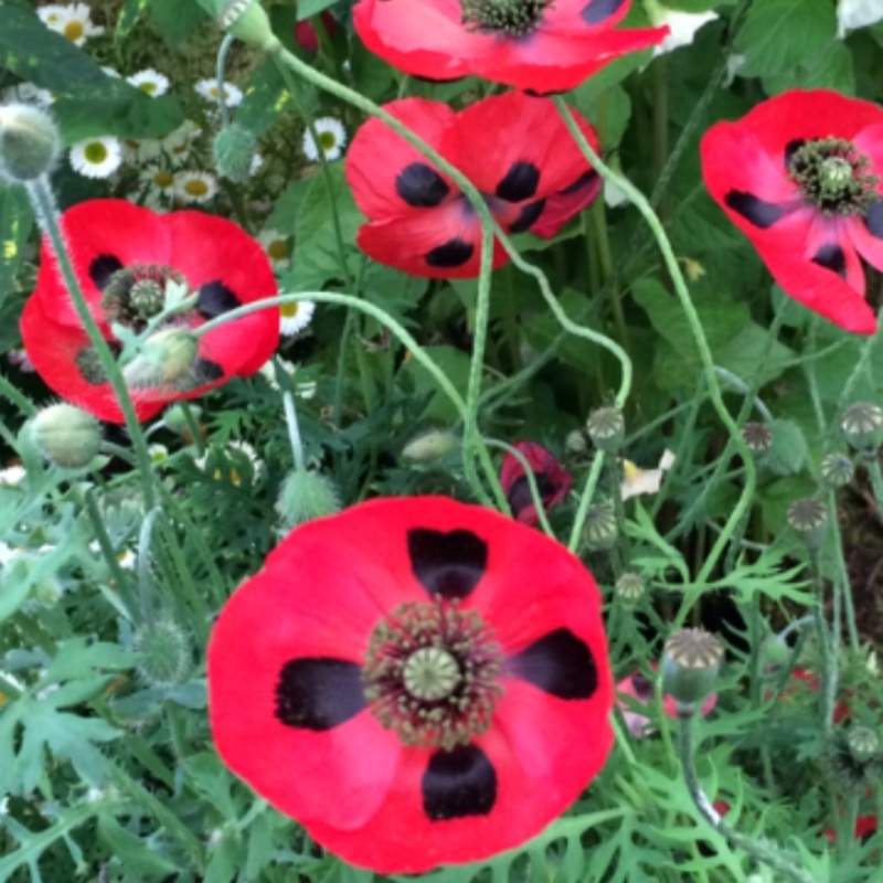 Tisha's garden