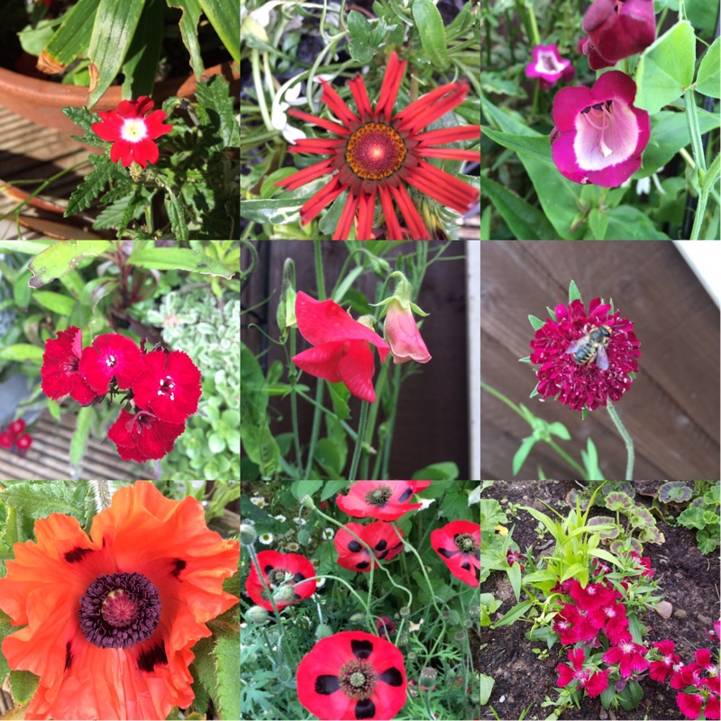 Tisha's garden