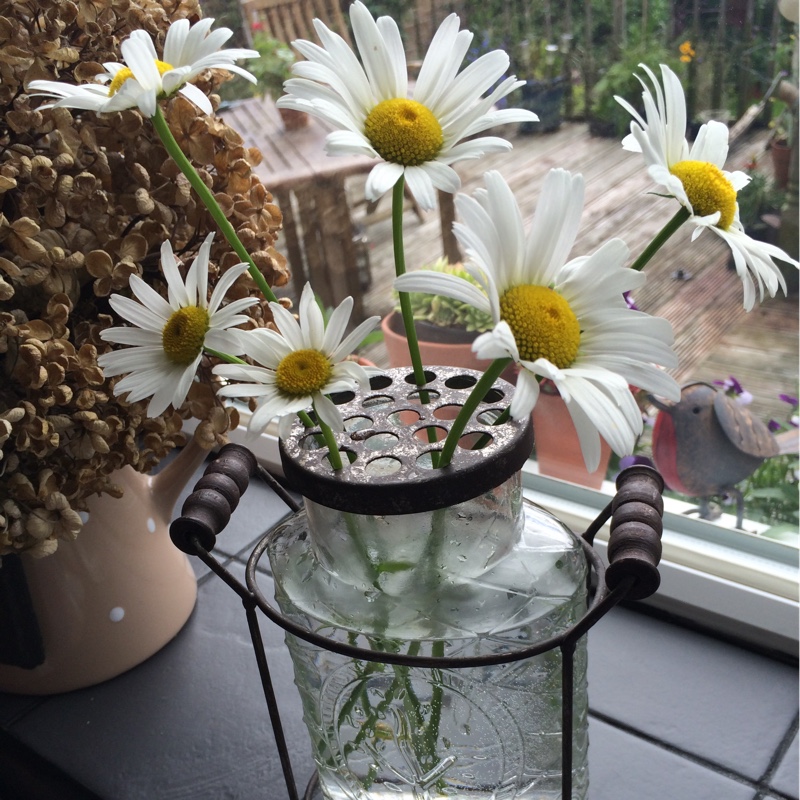 Tisha's garden