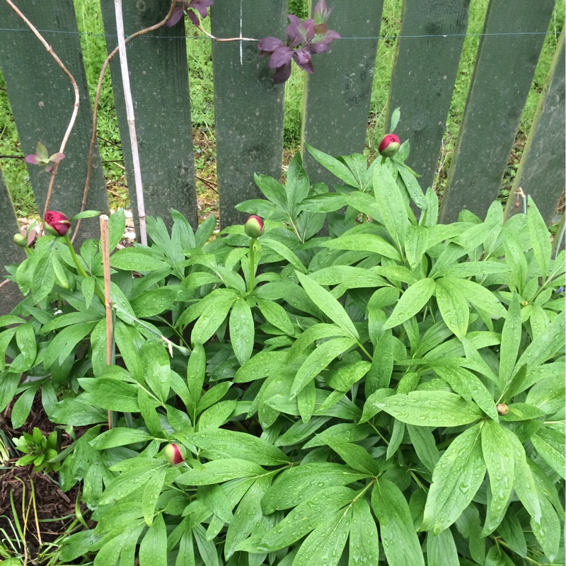 plant image 90370