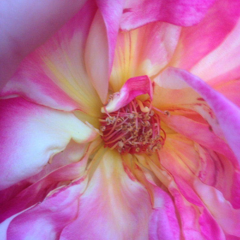 Rosa 'Chicago Peace'