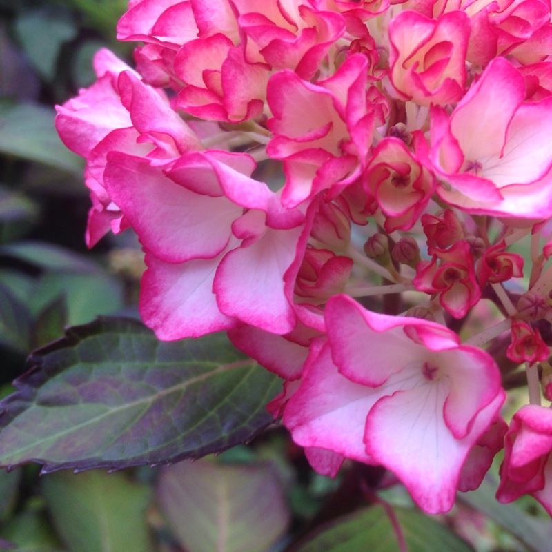 plant image 152641