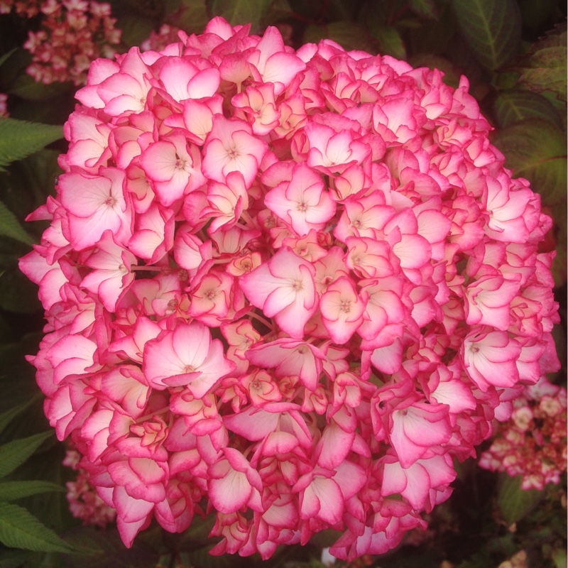 plant image 160271