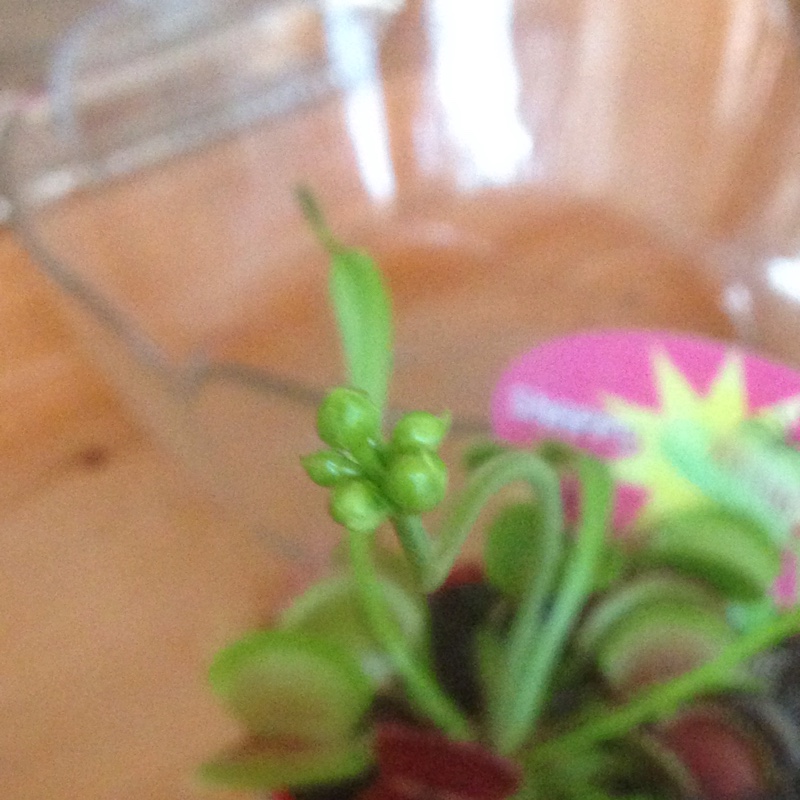 Dionaea muscipula