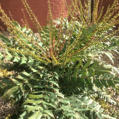 Mahonia x media 'Charity'