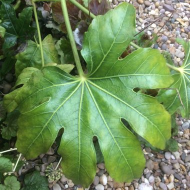 Fatsia japonica  syn. Aralia japonica