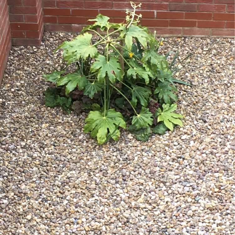 plant image 334306 plant image 334306