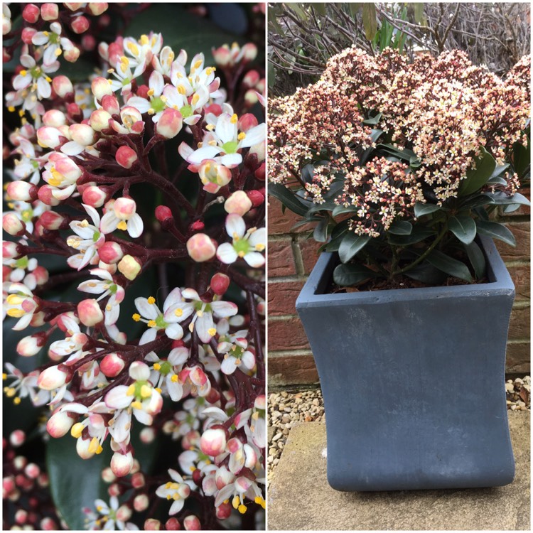 Plant image Skimmia japonica 'Rubella'