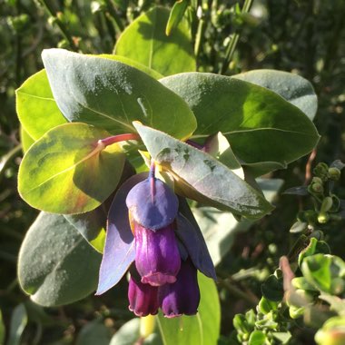 Cerinthe major 'Purpurescens'