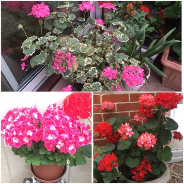 Pelargonium