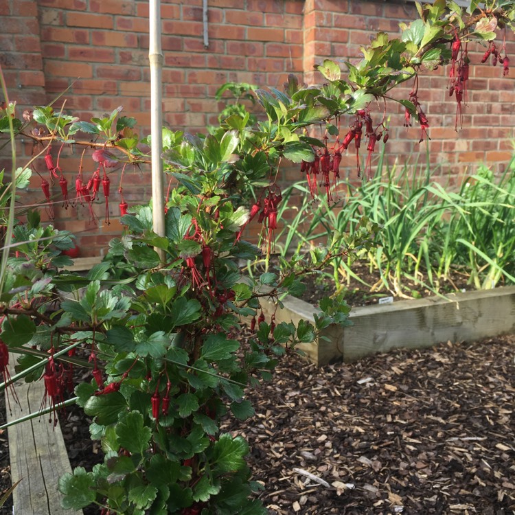 Plant image Ribes speciosum