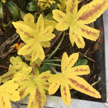 x Heucherella 'Alabama Sunrise'