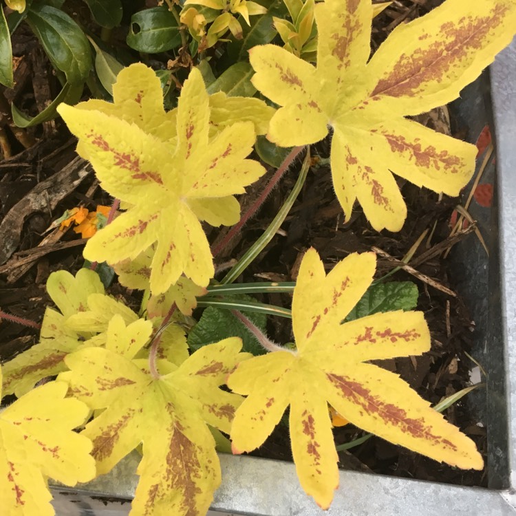 Plant image x Heucherella 'Alabama Sunrise'