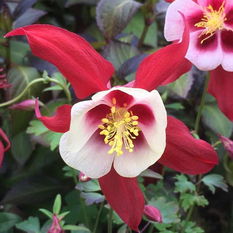 plant image 405787