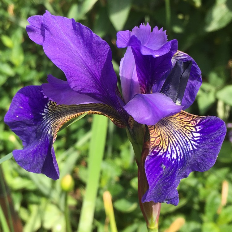 Plant image Iris sibirica 'Blue King'