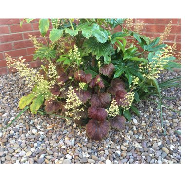 Heuchera 'Delta Dawn'