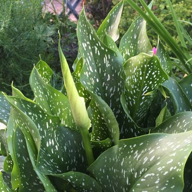 Zantedeschia elliottiana 'Picasso'