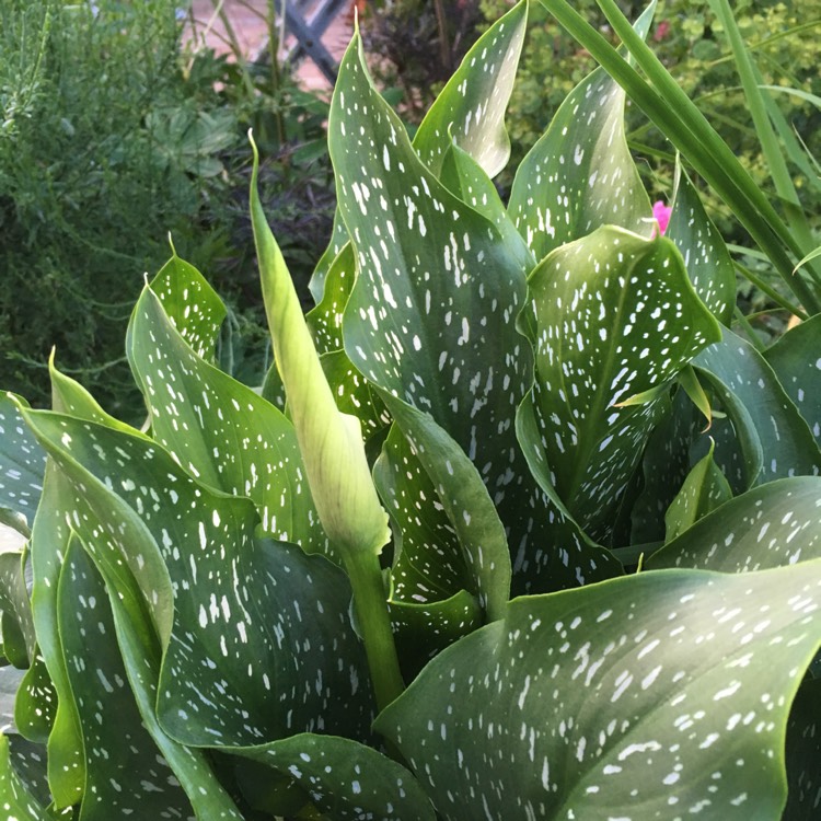 Plant image Zantedeschia elliottiana 'Picasso'