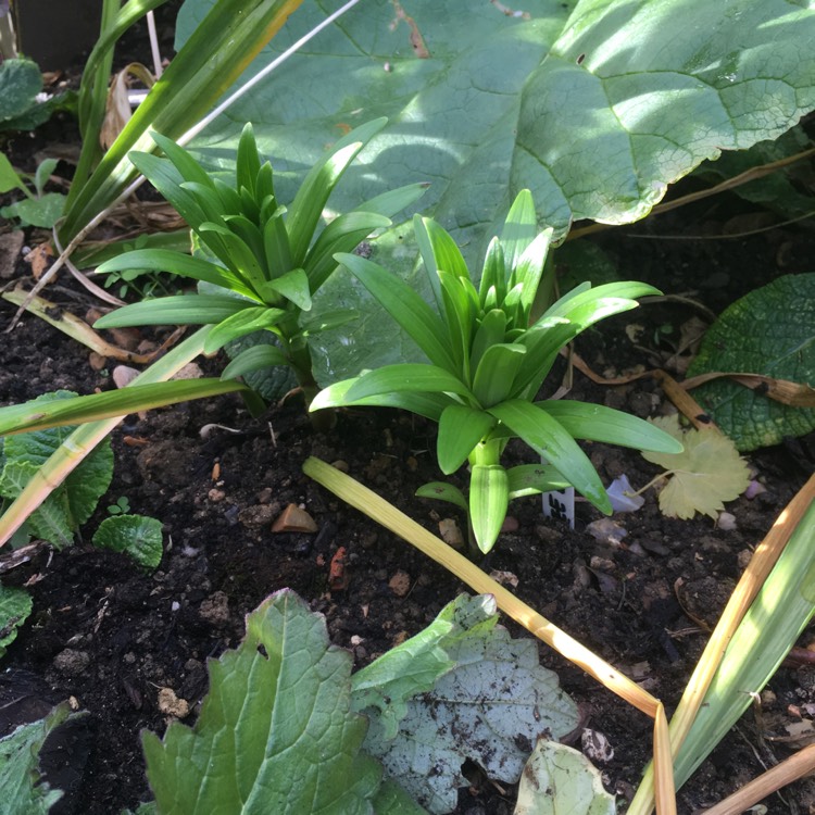 plant image 441797