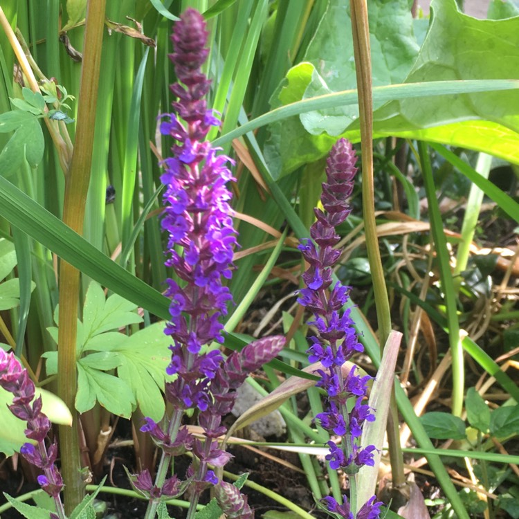 plant image 441805