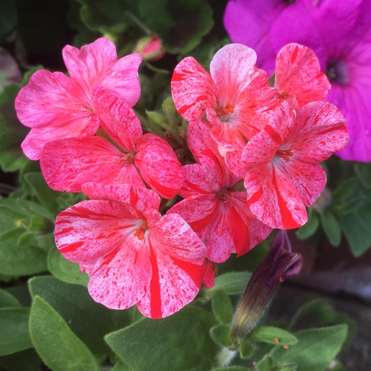 plant image 450756
