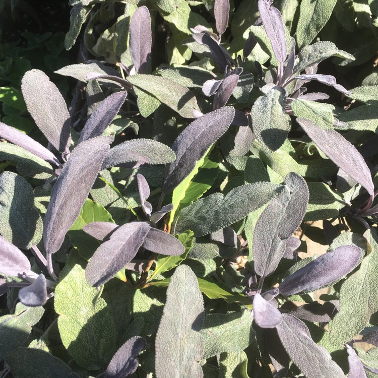 Plant image Salvia officinalis 'Purpurascens'