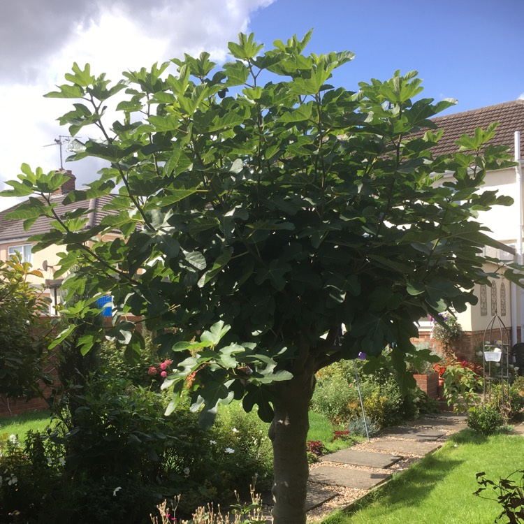plant image 529123