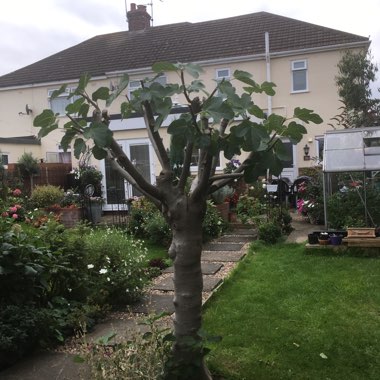Ficus carica 'Brown Turkey'