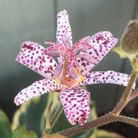 plant image 535469