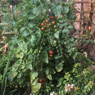Solanum Lycopersicum var. cerasiforme 'Red Cherry'