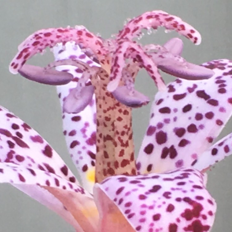 Plant image Tricyrtis formosana 'Dark Beauty'