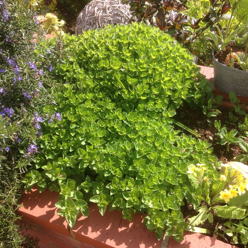 Plant image Origanum Laevigatum 'Rosenkuppel'