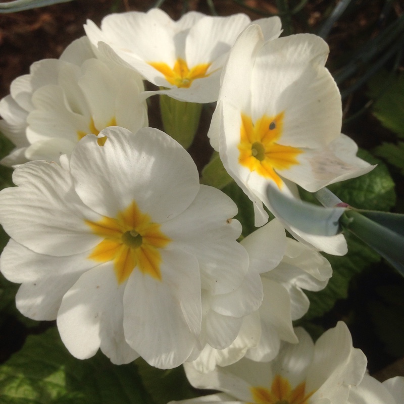Plant image Primula 'Cottage Cream'
