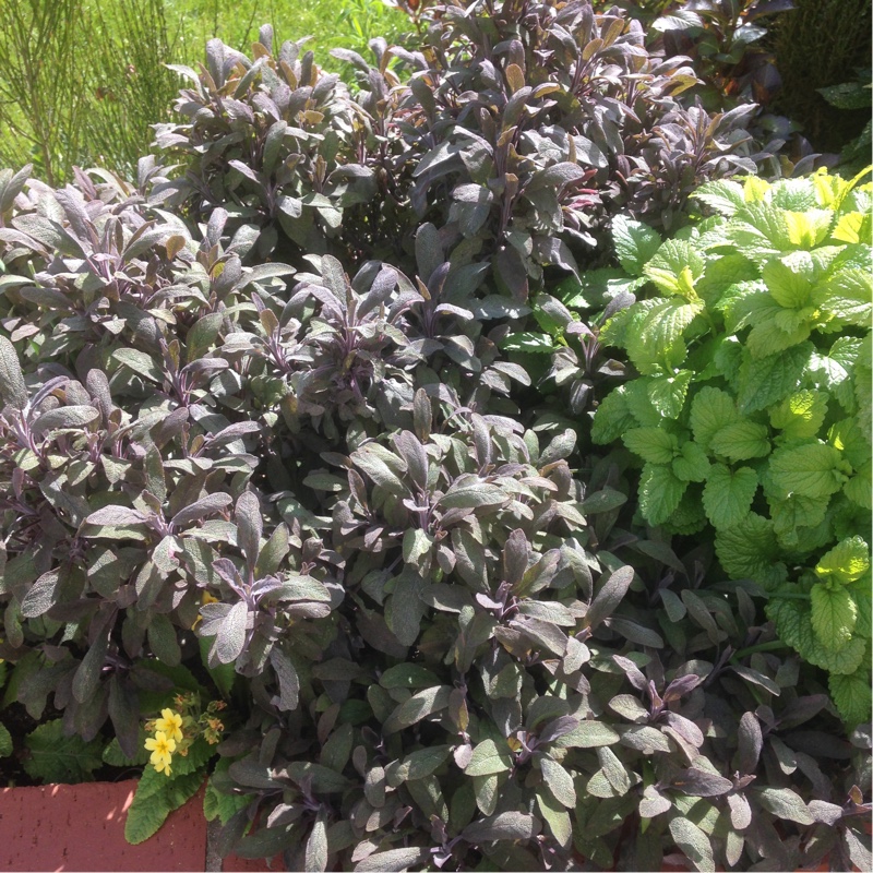 plant image 63410