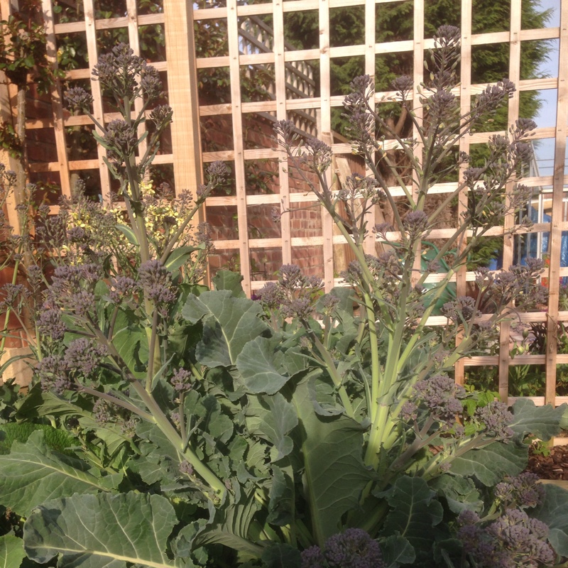 Plant image Brassica oleracea (Italica Group)