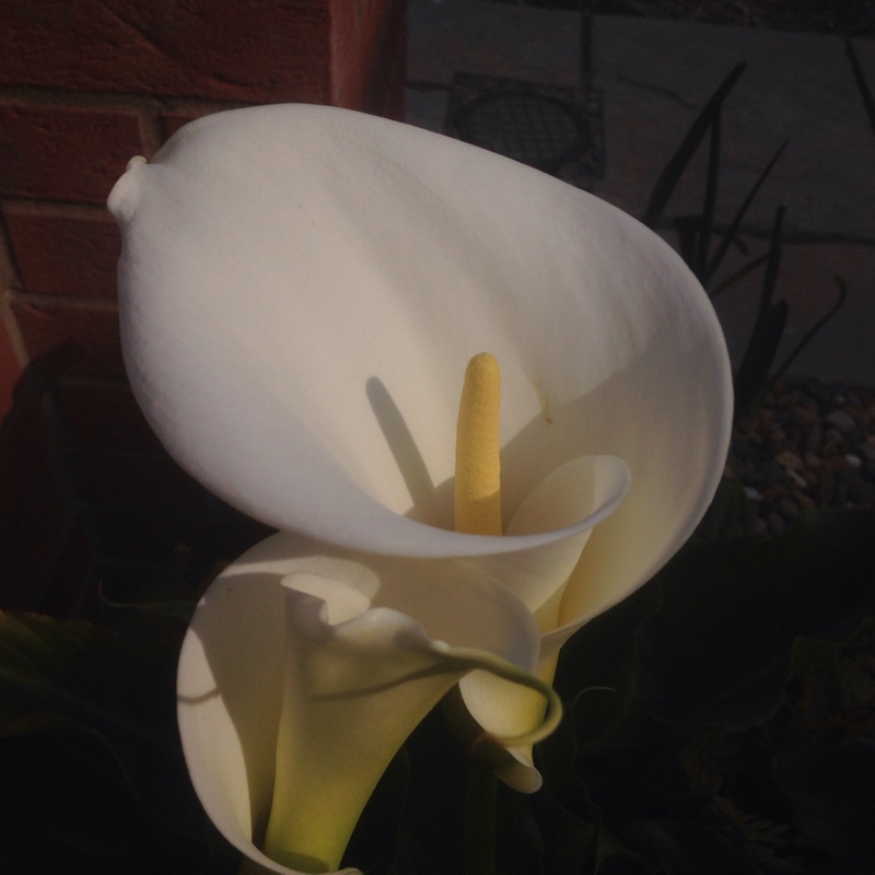 plant image 63760 plant image 63760