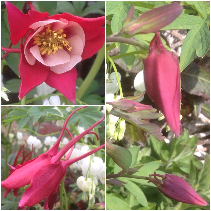 plant image 70847