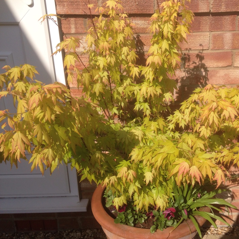 plant image 76819 plant image 76819