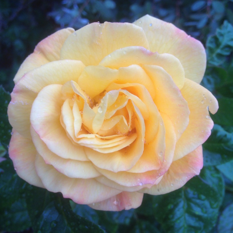 Rosa 'Madame A. Meilland' syn. Rosa 'Peace', Rosa 'Gloria Dei', Rosa 'Gioia'