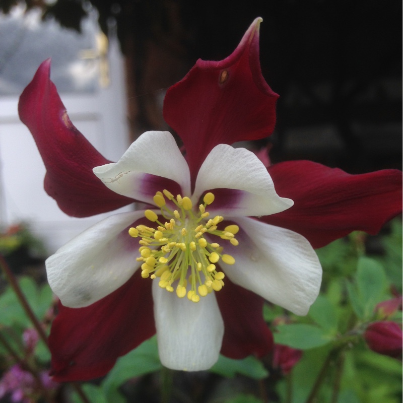 Plant image Aquilegia hybrida 'Crimson Star'