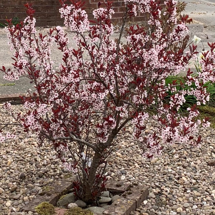Plant image Prunus x cistena